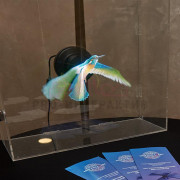 Голограмма колибри